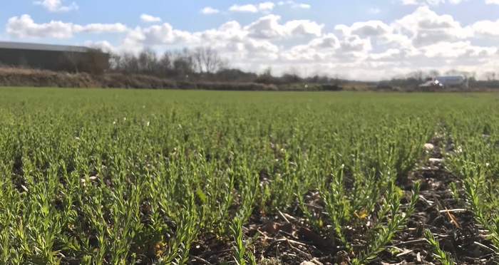 Lambdastar granted an approval of an Extension of Authorisation for Minor Use (EAMU) registration for use in winter and spring linseed.
