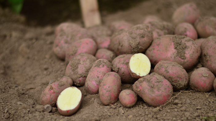 Potatoes in Practice helps growers build resilience