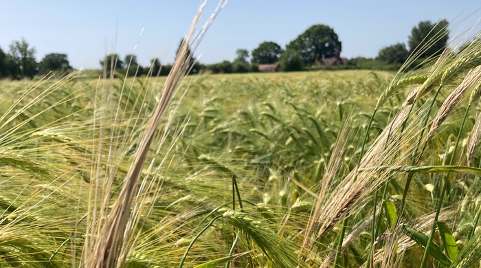 Plant health elicitor demonstrates its capabilities on barley in high disease pressure.