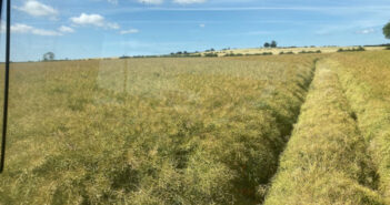 How later drilling OSR can be successful