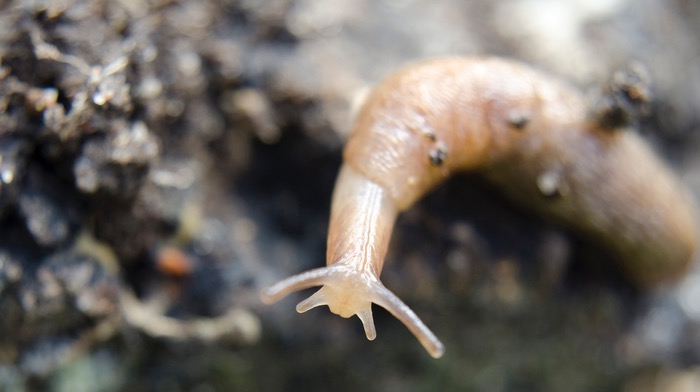 Effective control needed to suppress burgeoning slug population