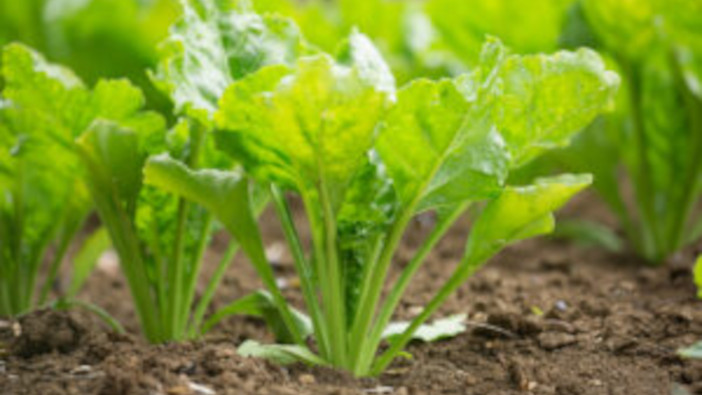New seed treatment to help ‘kickstart’ sugar beet germination