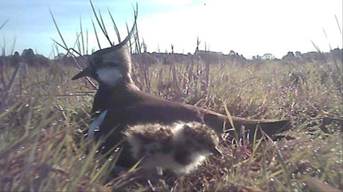 Farmers needed for Lapwing project