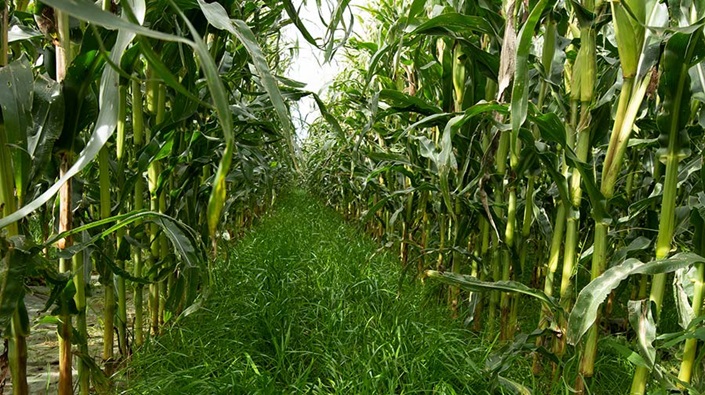Maize under-sowing trials reap 50t/ha with water quality rewards