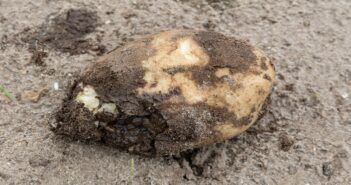 Soft rot warning for Scottish potato growers