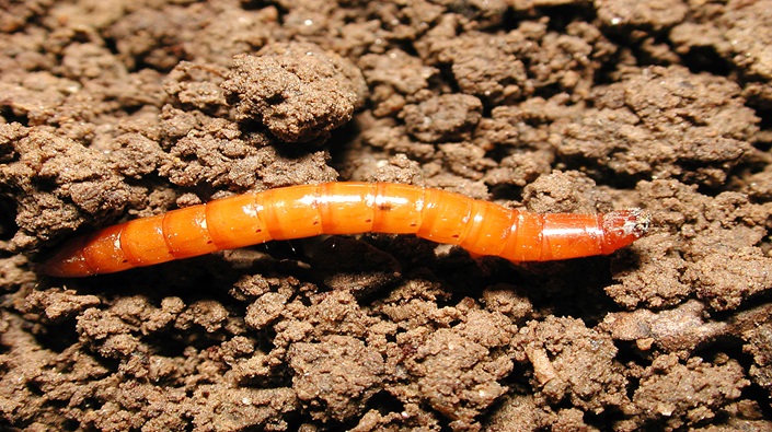 Sustainable wireworm control evolving through Enigma project