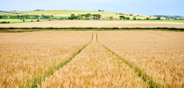 Decarbonised distilling partnership to help future proof farms