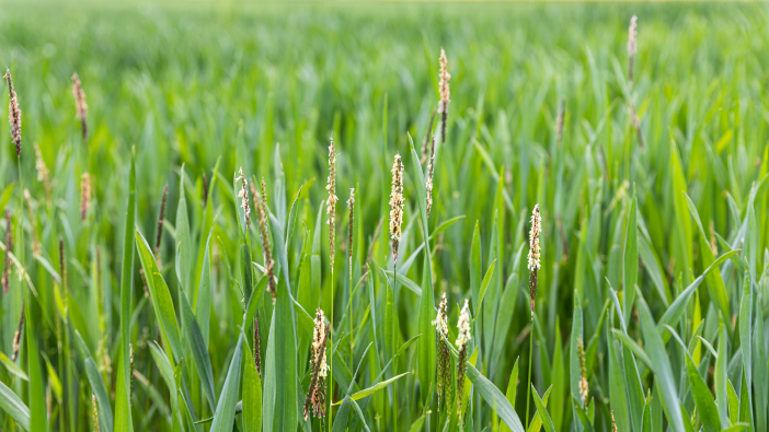 Spring wheat approval for Avadex Factor