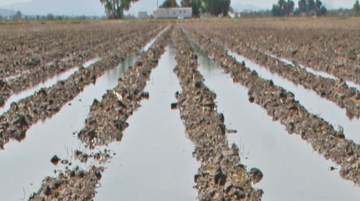 Test soils for waterlogging damage assessment
