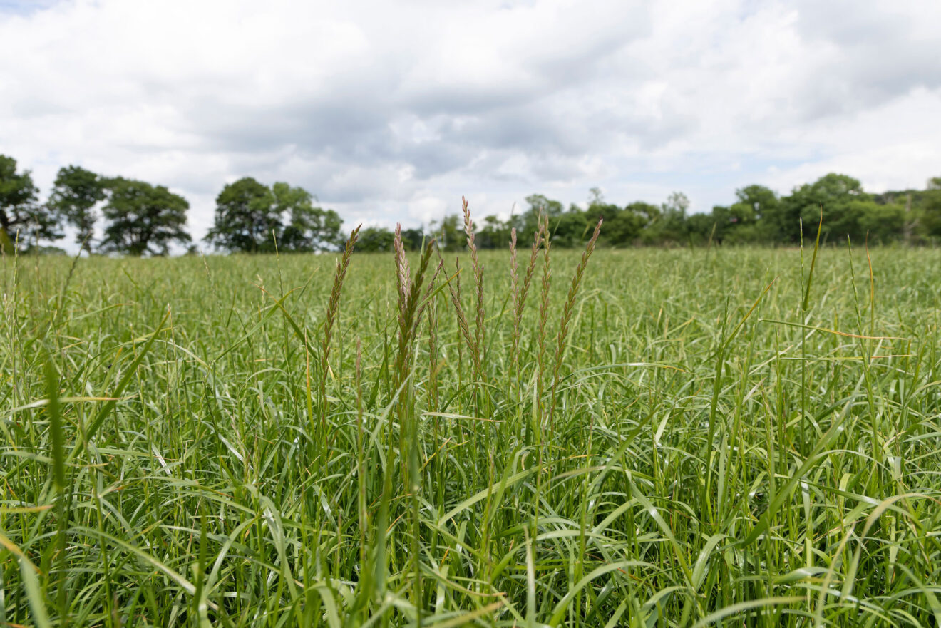 Ryegrass control: Don’t assume you have post-em resistance