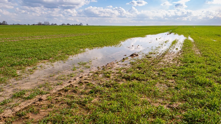 Novel N form could benefit waterlogged winter cereals