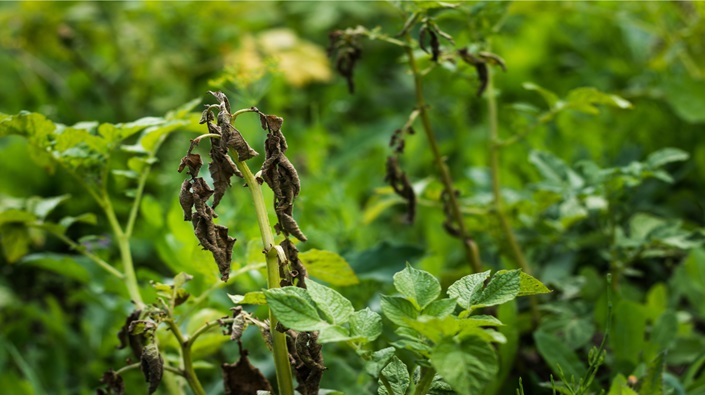 Blight strains a potential challenge for potato growers