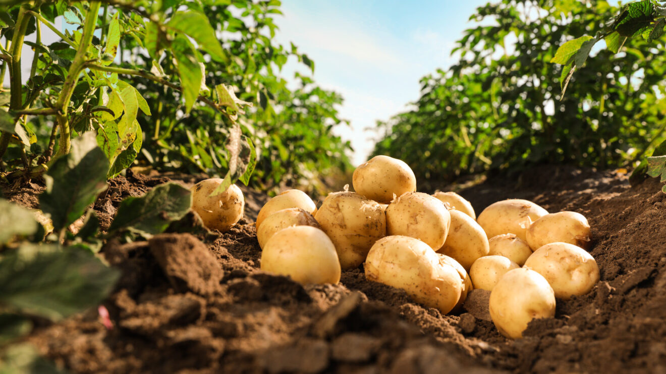AHDB pushes for industry use of residual potato levy fund