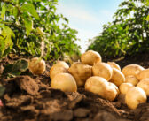 AHDB pushes for industry use of residual potato levy fund