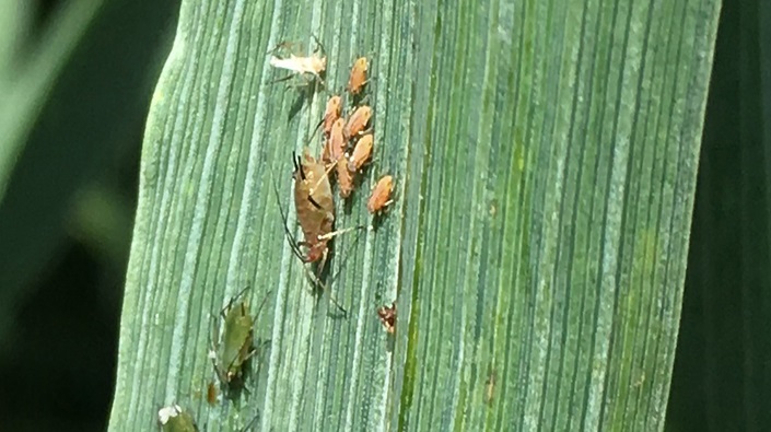 Spring barley BYDV threat with early aphid flights forecast