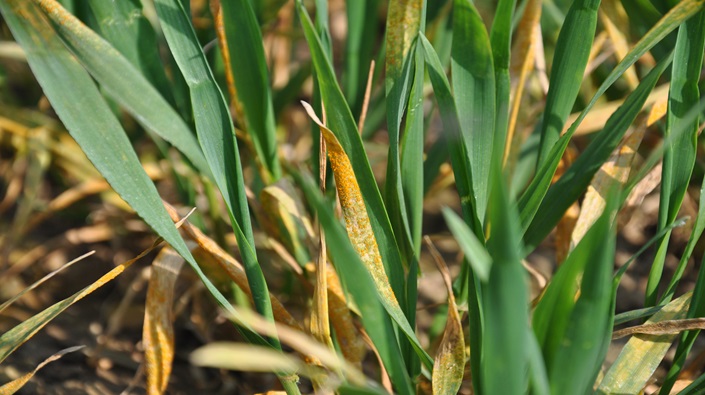 Wheat disease pressures mount with yellow rust lurking in late-drilled crops