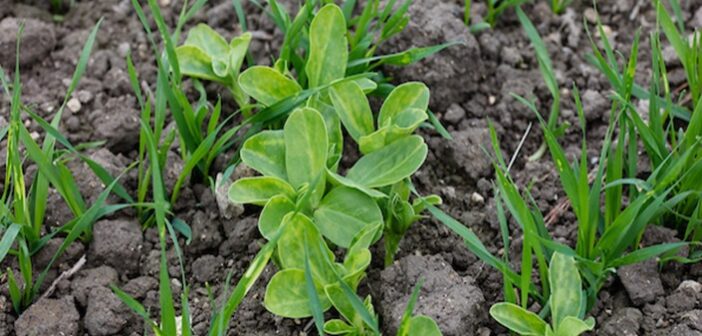 Watch out for unusual weeds in winter cereals