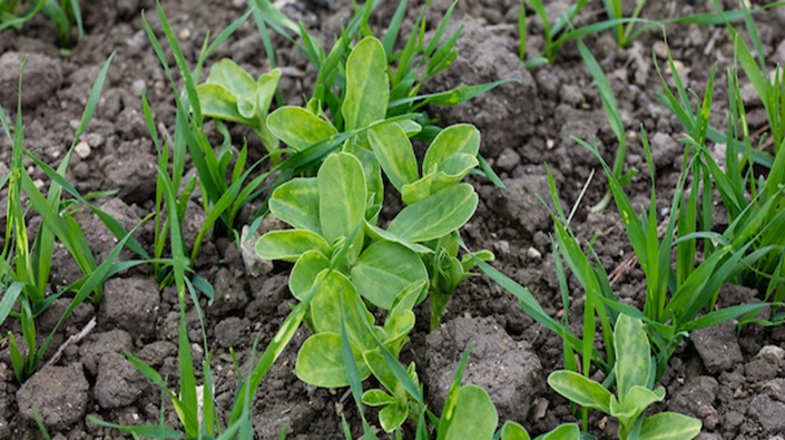 Watch out for unusual weeds in winter cereals