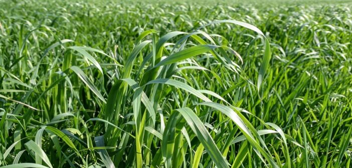 Act early to tackle wild oats