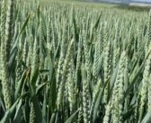Five new varieties in Syngenta Cereals 2024 crop plots