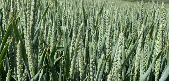 Five new varieties in Syngenta Cereals 2024 crop plots