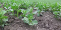 Bean crops under disease pressure